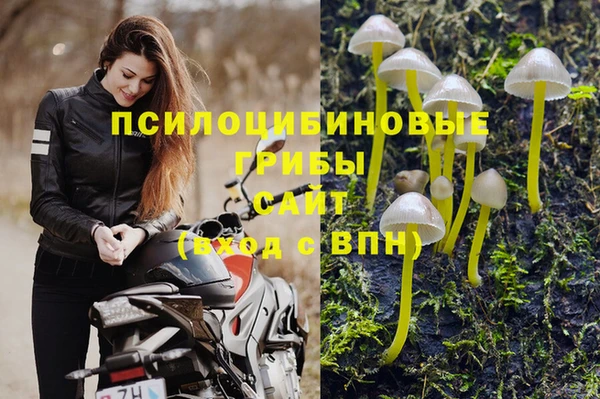 стафф Гусев