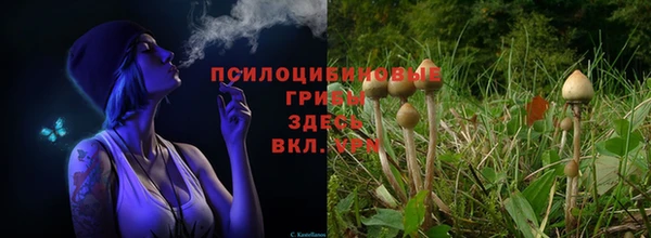стафф Гусев
